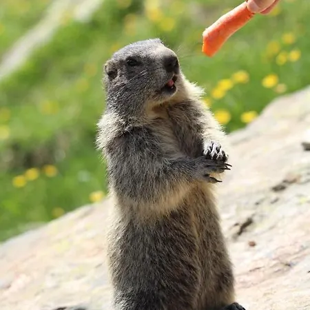 Haus Holiday * Saas Fee