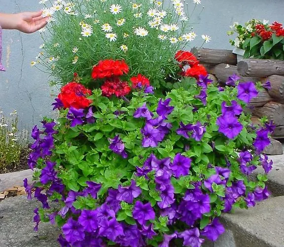 Appartement Haus Holiday Saas Fee